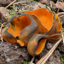 Attēlu rezultāti vaicājumam “Caloscypha fulgens”