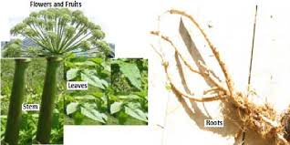 Attēlu rezultāti vaicājumam “Angelica archangelica fruit”