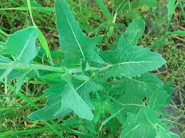 Attēlu rezultāti vaicājumam “Sisymbrium volgense”