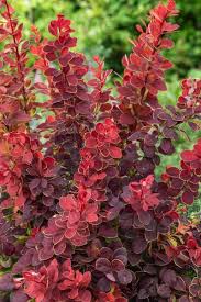 Attēlu rezultāti vaicājumam “Berberis thunbergii”