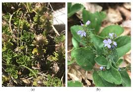 Image result for Veronica officinalis