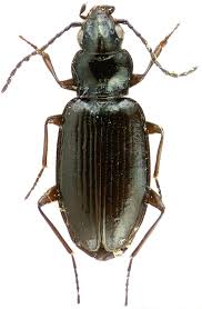 Attēlu rezultāti vaicājumam “Asaphidion pallipes”