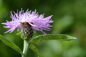 Attēlu rezultāti vaicājumam “Centaurea phrygia flower”