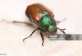 Attēlu rezultāti vaicājumam “Phyllopertha horticola”