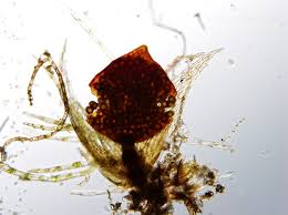 Attēlu rezultāti vaicājumam “Ephemerum serratum”