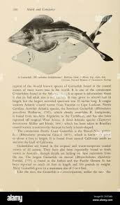 Image result for Pseudobatos lentiginosus