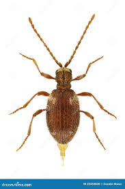 Attēlu rezultāti vaicājumam “Ptinus sp. male”