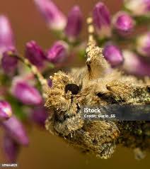 Attēlu rezultāti vaicājumam “Allophyes oxyacanthae”