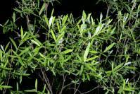 Attēlu rezultāti vaicājumam “Salix repens subsp. rosmarinifolia flower”