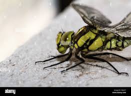 Attēlu rezultāti vaicājumam “Aeshna viridis”