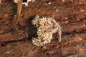 Attēlu rezultāti vaicājumam “Tilachlidium brachiatum”