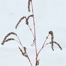Attēlu rezultāti vaicājumam “Persicaria lapathifolia fruit”