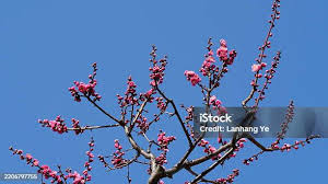 Image result for pohon semalu images