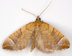 Attēlu rezultāti vaicājumam “Eulithis testata”