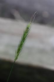 Attēlu rezultāti vaicājumam “Hordelymus europaeus”