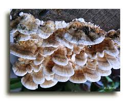 Attēlu rezultāti vaicājumam “Skeletocutis nivea”