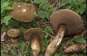 Attēlu rezultāti vaicājumam “Porphyrellus porphyrosporus”