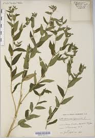 Attēlu rezultāti vaicājumam “Lithospermum officinale”