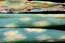 Attēlu rezultāti vaicājumam “Melampsora populnea”