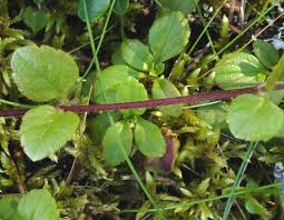 Attēlu rezultāti vaicājumam “Linnaea borealis”