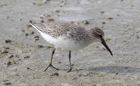 Attēlu rezultāti vaicājumam “Calidris falcinellus adult”