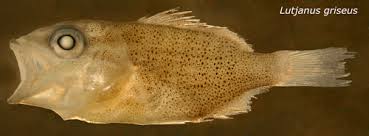 Image result for Lutjanus griseus