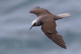 Attēlu rezultāti vaicājumam “Anogcodes melanurus”