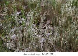 Attēlu rezultāti vaicājumam “Corynephorus canescens flower”