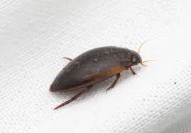 Attēlu rezultāti vaicājumam “Ilybius sp.”