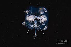 Attēlu rezultāti vaicājumam “Phronia sp. larva”