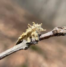 Attēlu rezultāti vaicājumam “Akanthomyces aculeatus”
