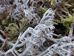 Attēlu rezultāti vaicājumam “Cladonia rangiferina”