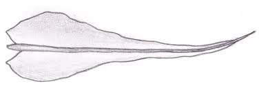 Attēlu rezultāti vaicājumam “Anomodon longifolius”