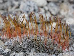 Attēlu rezultāti vaicājumam “Tortula lingulata macro”