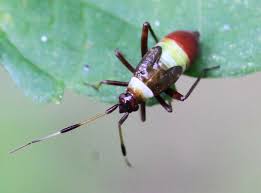 Attēlu rezultāti vaicājumam “Closterotomus biclavatus”