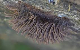 Attēlu rezultāti vaicājumam “Stemonitis fusca spores”