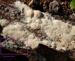 Attēlu rezultāti vaicājumam “Ceriporia”