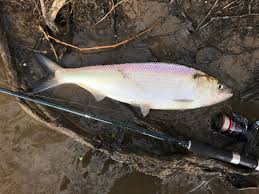 Image result for Alosa alabamae