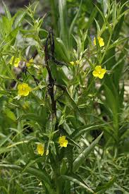 Attēlu rezultāti vaicājumam “Onagraceae”