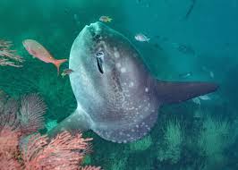 Image result for Mola alexandrini