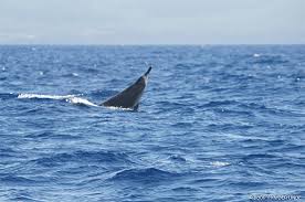 Image result for Mesoplodon bidens