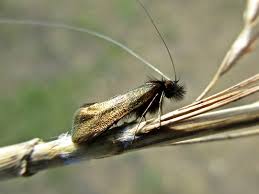 Attēlu rezultāti vaicājumam “Adela cuprella”