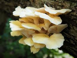 Attēlu rezultāti vaicājumam “Pleurotus ostreatus”