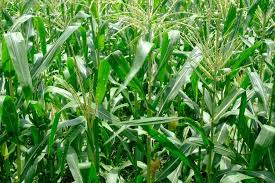 Attēlu rezultāti vaicājumam “Zea mays”