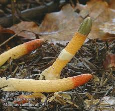 Attēlu rezultāti vaicājumam “Mutinus caninus”