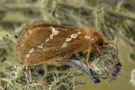 Attēlu rezultāti vaicājumam “Phymatopus hecta”