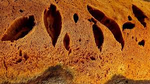 Attēlu rezultāti vaicājumam “Hapalopilus aurantiacus”