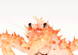 Image result for Lithodes maja