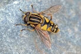 Attēlu rezultāti vaicājumam “Helophilus hybridus”