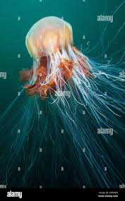 Image result for Cyanea capillata